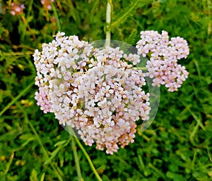 Closeup of Achillea millefolium, commonly known asÃÂ yarrowÃÂ orÃÂ common yarrow. photo